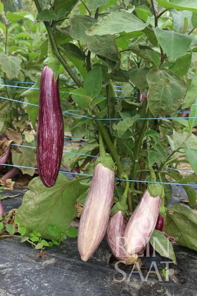 Me15_baklazan Tsakoniki